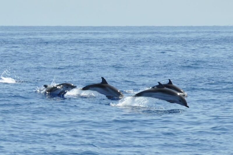 Salina Panarea Stromboli by night - An Overview of the Experience