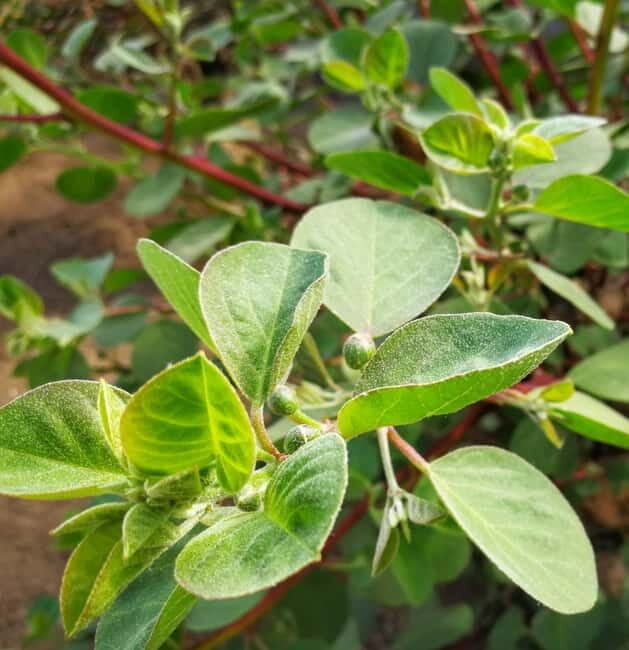 Salina: Private tour of the Aeolian Islands' greenest island - An Honest Look at the Salina Private Tour