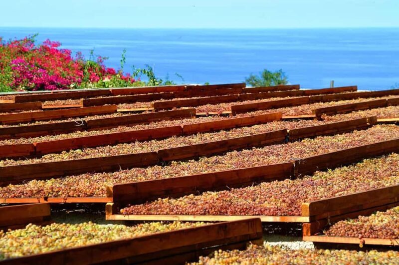 Salina: Wine Tasting & Brunch on Estate in Malfa - Final Thoughts