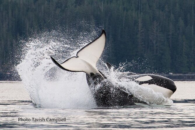 Salish Sea Whale Watching Tour in Campbell River - An In-Depth Look at the Tour