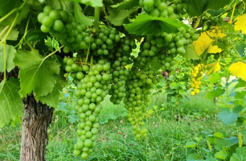 Salò: Winery Tour with Wine and Food Tasting near Lake Garda - Key Points