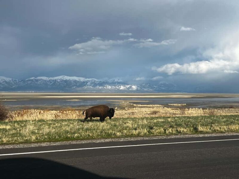 Salt Lake City: Antelope Island Private Tour with Pickup - Who is this tour best for?