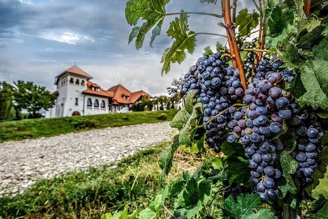 Salt Mine, Lunch at Winery and Dracula Grave - Private Tour - Is It Worth the Price?