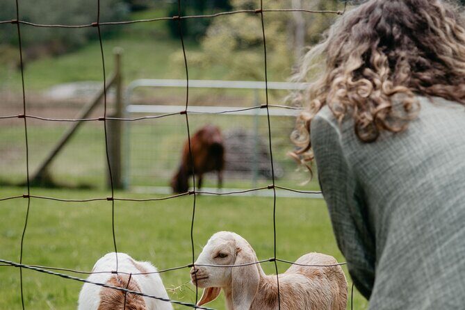 Salt Spring Island "Artisan Trail" Hop On Hop Off Tour! - Who This Tour Is Best For