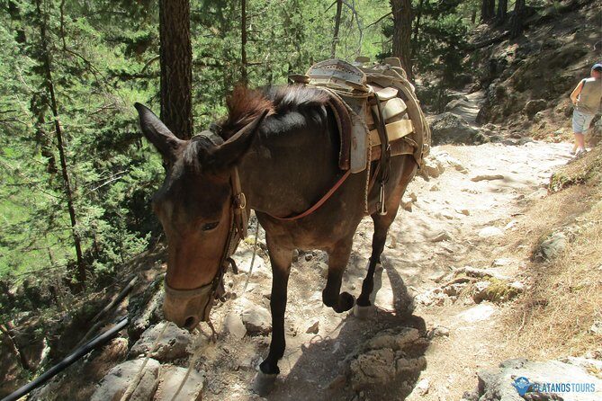 Samaria Gorge Trek: Full-Day Excursion from Chania with Guide - Who Should Consider This Tour?