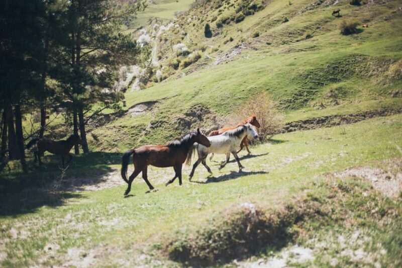 Samegrelo, Georgia: A 4-Hour Horseback Adventure - The Route and Key Highlights