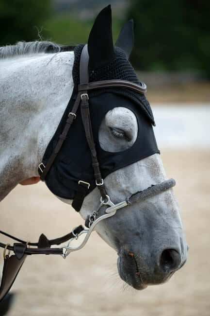 Samegrelo, Georgia: A 4-Hour Horseback Adventure - Final Thoughts