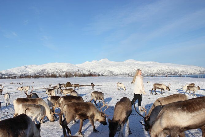 Sami Culture and Short Reindeer Sledding from Tromso - FAQ: Your Practical Questions Answered