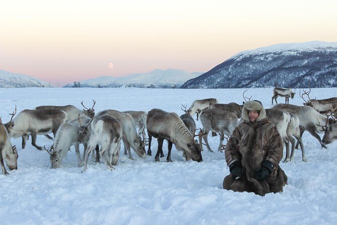 Sami Culture and Short Reindeer Sledding from Tromso - The Bottom Line