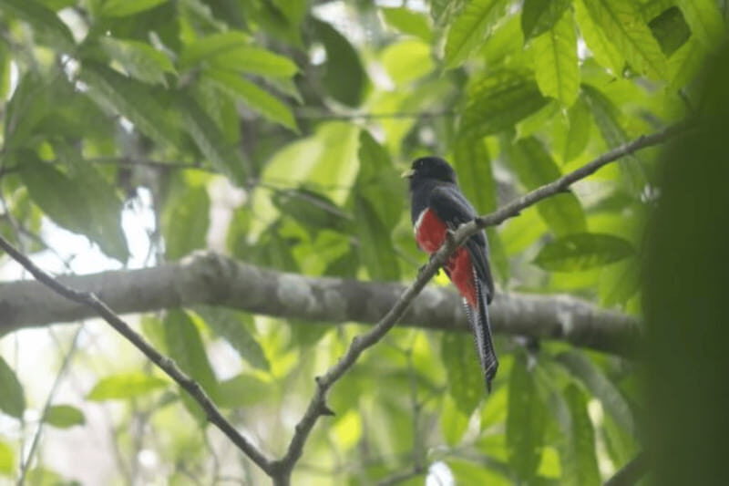 San Cristobal: 4 Days Nature Tour in the Lacandon Jungle - FAQs