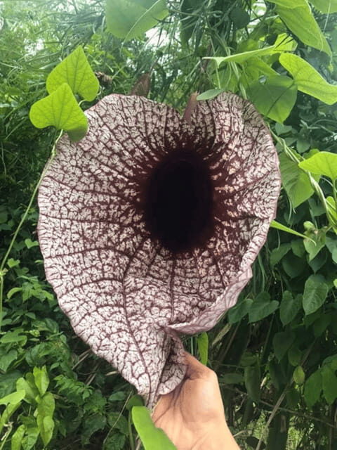 San Cristobal: Coffee Tour in the Mountains of Chiapas - Who Will Love This Tour?