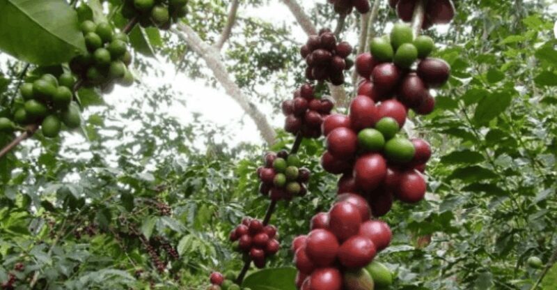 San Cristobal: Coffee Tour in the Mountains of Chiapas - The Sum Up
