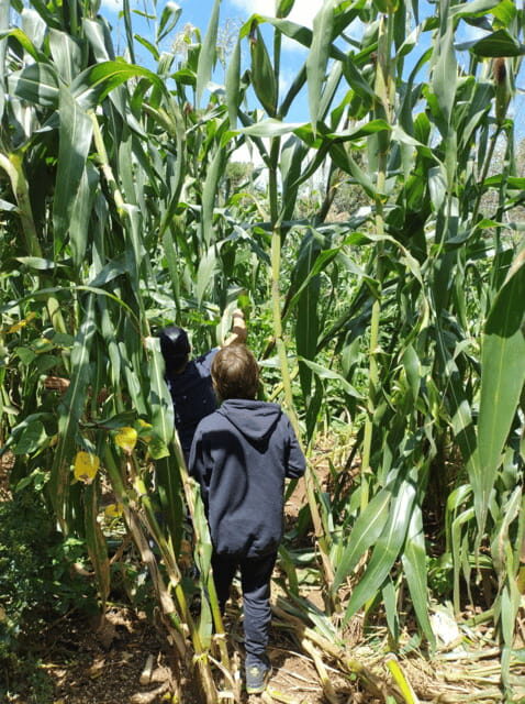 San Cristobal: Huixtan Adventure with Traditional Activities - A Closer Look at the Huixtan Adventure