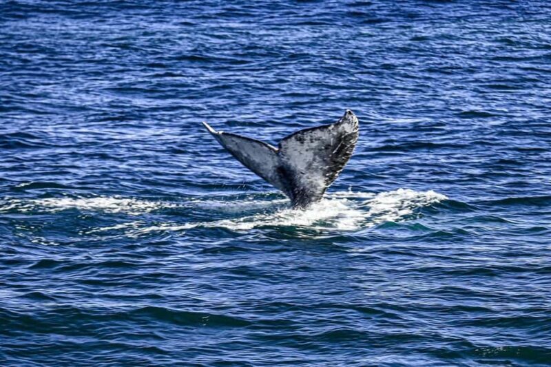 San Diego: 3 Hour Whale Watching Cruise - An In-Depth Look at the Experience