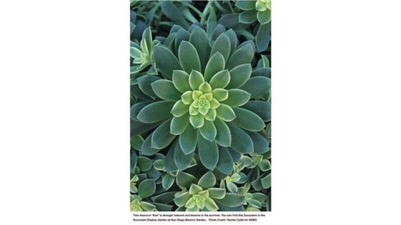 San Diego Botanical Garden Entry Ticket and Transportation - Key Points