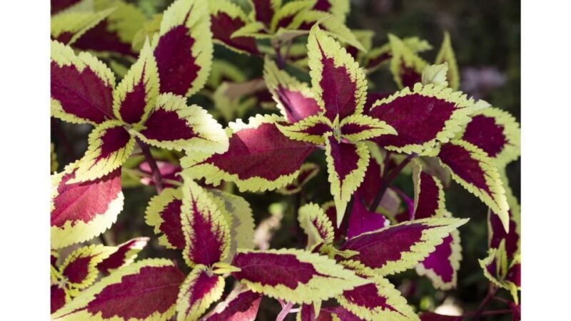 San Diego Botanical Garden Entry Ticket and Transportation - Final Thoughts