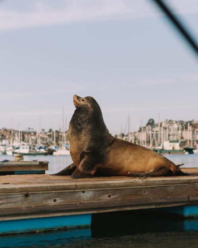 San Diego: Electric Boat Rental with Sunshade - An Honest Look at the Electric Boat Rental in San Diego