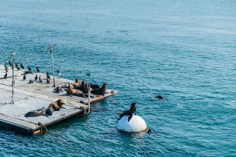 San Diego: Harbor Cruise - Snack Bar Drinks: Beer, Wine, and a Few Helpful Practical Notes