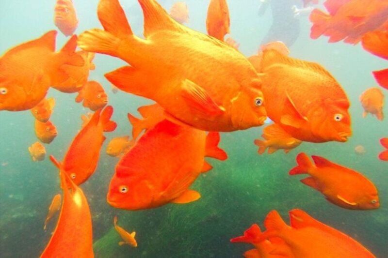 San Diego: La Jolla Cove Guided Snorkeling Tour - What Makes the La Jolla Cove Snorkeling Tour Special?