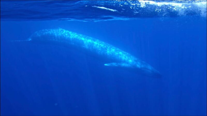 San Diego Ocean Safari: 6-Hour Snorkel Adventure! - What to Expect on Your Ocean Safari