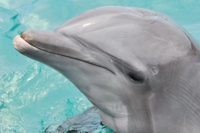 San Diego: SeaWorld Skip-the-Line Park Admission Ticket - FAQs About the SeaWorld San Diego Skip-the-Line Ticket