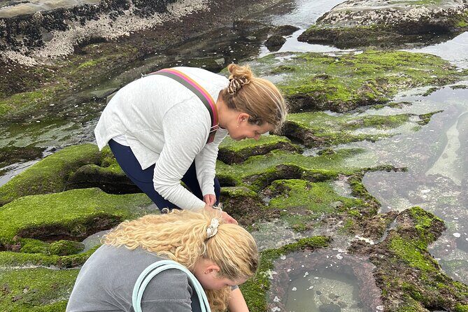 San Diego Tide Pool Tour - Deep Dive into the Experience