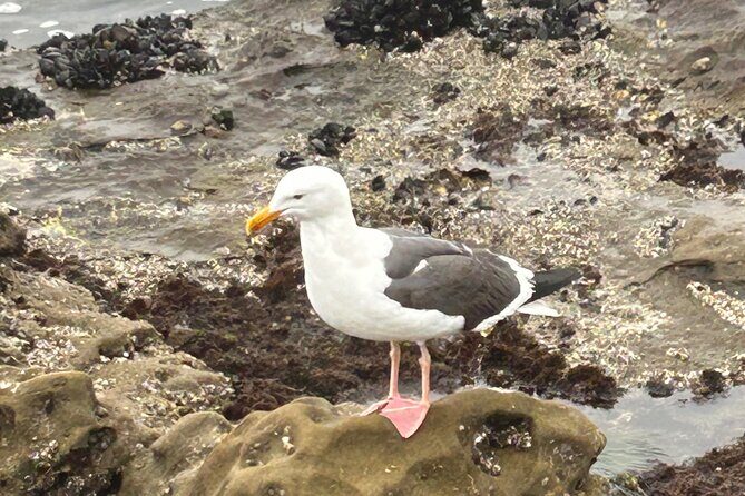 San Diego Tide Pool Tour - Final Thoughts