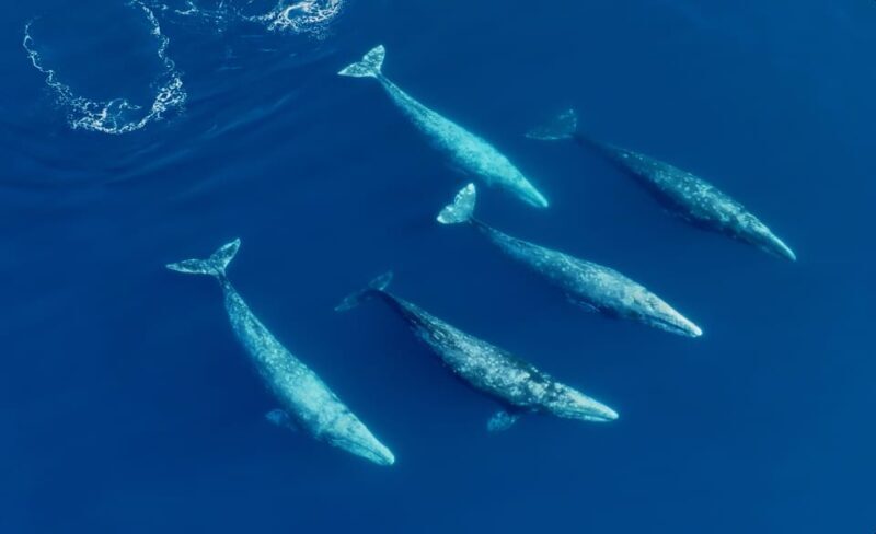 San Diego: Whale and Dolphin Watching Speedboat Tour - The Experience in Depth