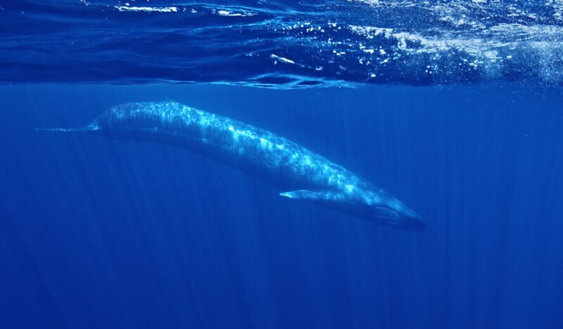 San Diego: Whale and Dolphin Watching Speedboat Tour - FAQ