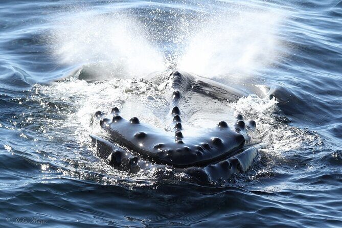 San Diego Whale/Dolphin Watching Cruise Aboard Luxury Vessel - Final Thoughts