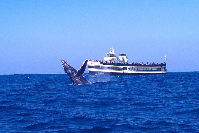 San Diego Whale Watching Cruise - Key Points