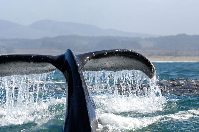 San Diego Whale Watching Cruise - Pros