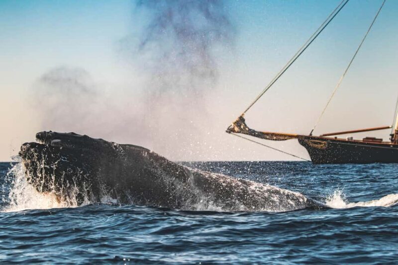 San Diego: Whale Watching Cruise on the Yacht America - The Experience: What You Can Expect