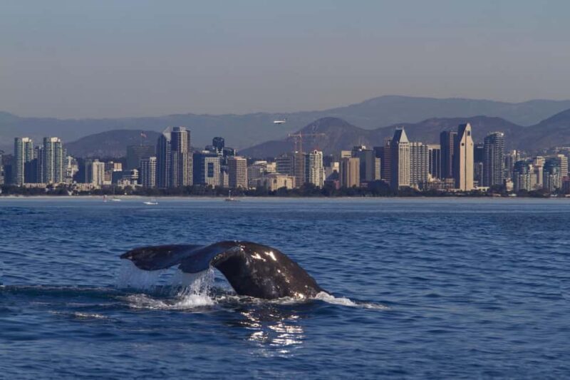 San Diego: Whale Watching Cruise on the Yacht America - Who Would Love This Tour?