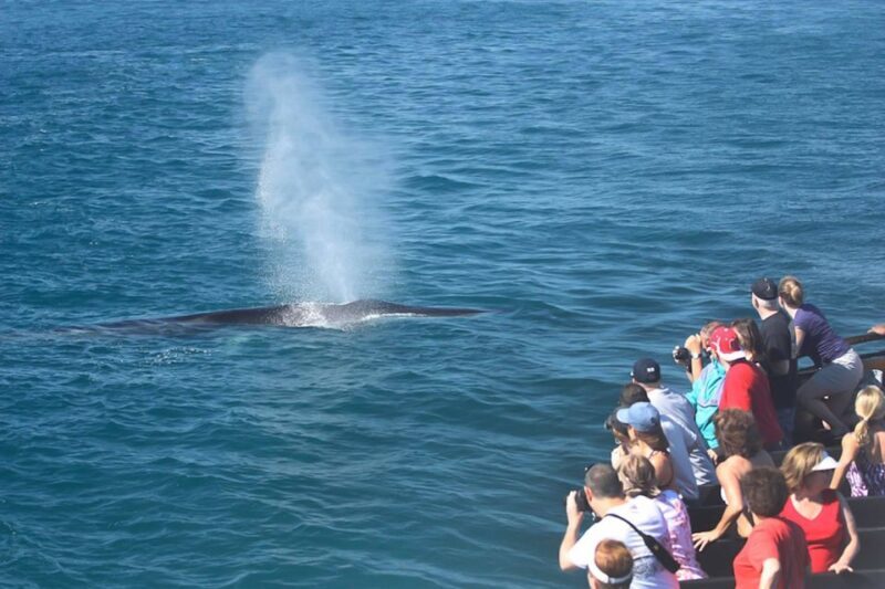 San Diego: Whale Watching Tour - What to Expect on This Whale Watching Tour
