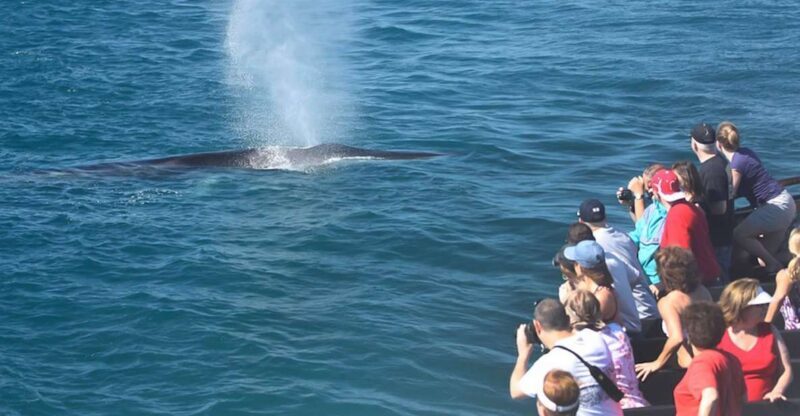 San Diego: Whale Watching Tour - Why This Tour Might Be Right for You