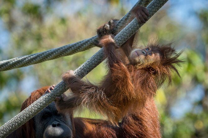 San Diego Zoo and Safari Park 2-Visit Pass Ticket - The Itinerary: What to Expect at Each Stop