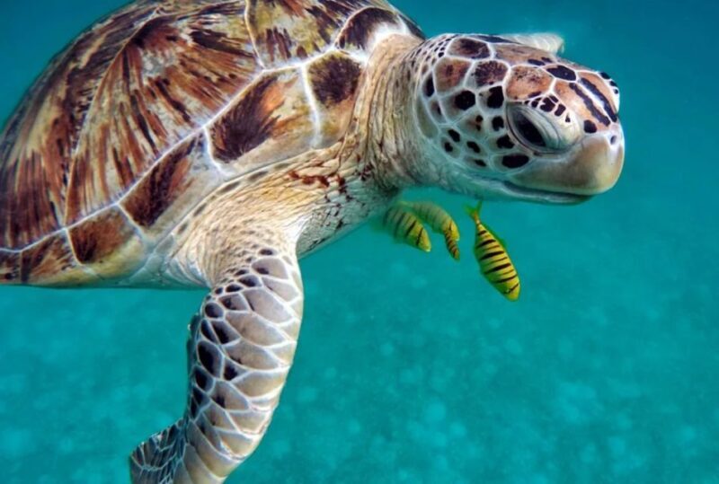 San Domino, Tremiti: try scuba, first diving experience - What to Expect from the Tour