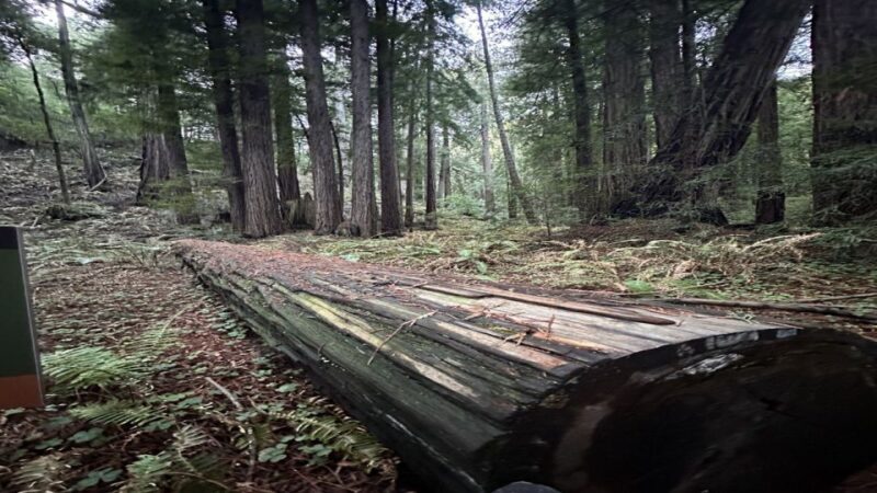 San Francisco: Alcatraz, Muir Woods and Sausalito Day Tour - A Day in the Life: What to Expect