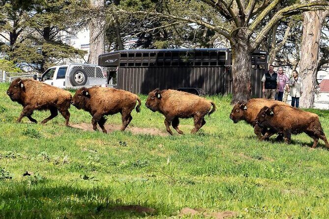 San Francisco: All Day Bike Rental in Golden Gate Park - Who Is This Best For?