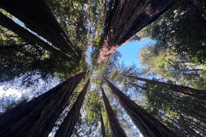 San Francisco Bay Cruise, Muir Woods and Sausalito Combo Tour - Key Points