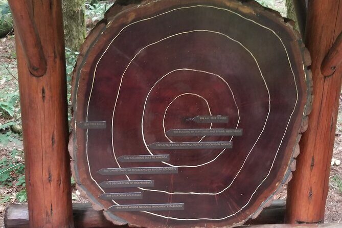 San Francisco Bay Cruise, Muir Woods and Sausalito Combo Tour - The Sum Up