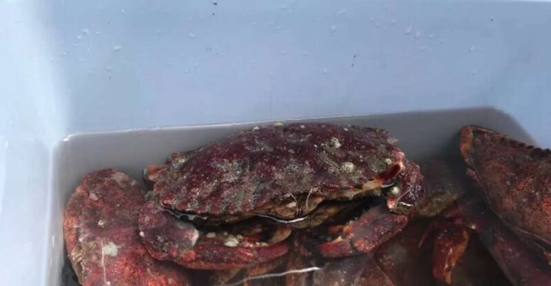 San Francisco: Crab & Cook under the Golden Gate Bridge - The Realities of Crabbing and Cooking