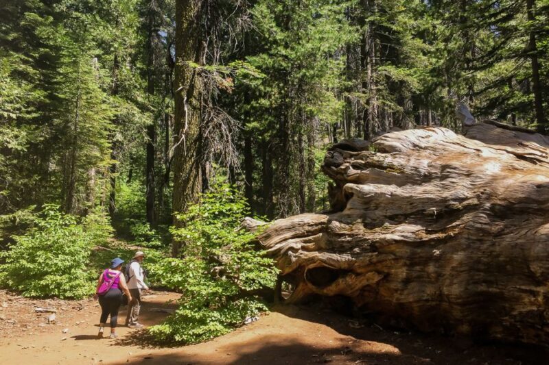 San Francisco: Day Trip to Yosemite with Giant Sequoias Hike - Final Thoughts: Is This Tour Right for You?