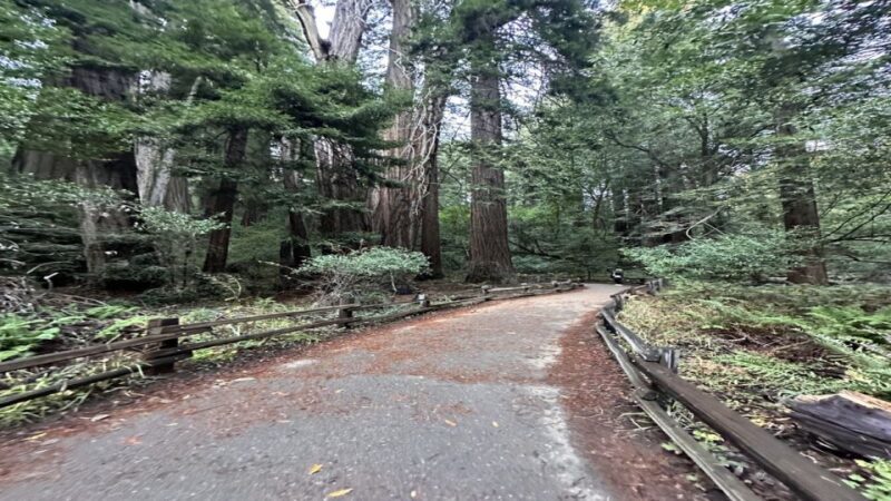 San Francisco: Full-Day City Tour w/ Muir Woods & Sausalito - Key Points