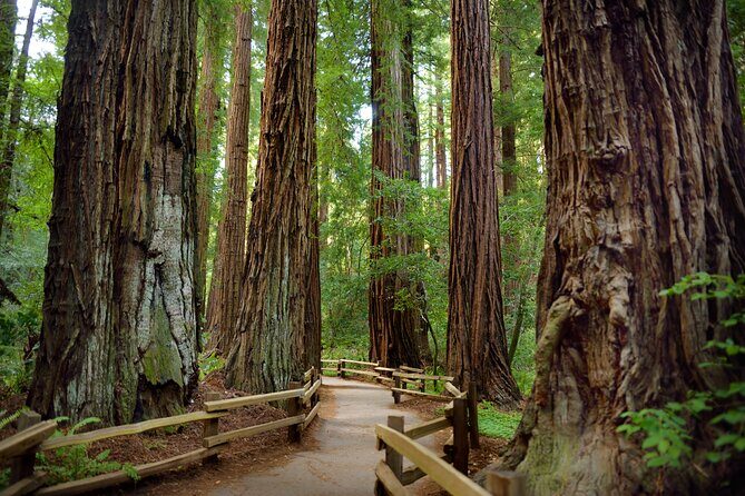 San Francisco: Full Day Coastal Redwoods & Wine Country Tour - Key Points