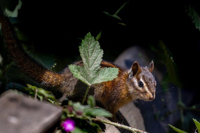 San Francisco, Golden Gate, Sausalito and Muir Woods Private Tour - Frequently Asked Questions