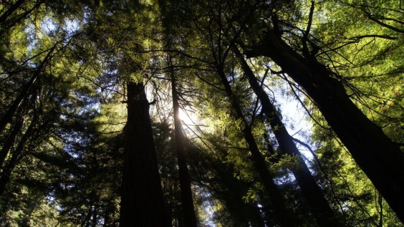 San Francisco: Guided Coastal Redwoods & Wine Country Tour - What to Expect from the Tour