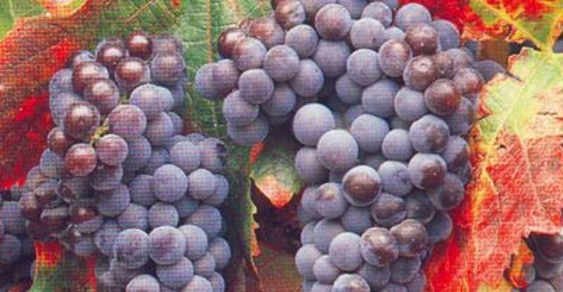 San Francisco: Half Day Wine Tour & Hop-On Hop-Off City Tour - Breaking Down the Experience