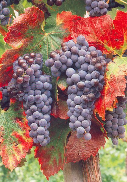 San Francisco: Half Day Wine Tour & Hop-On Hop-Off City Tour - Final Thoughts